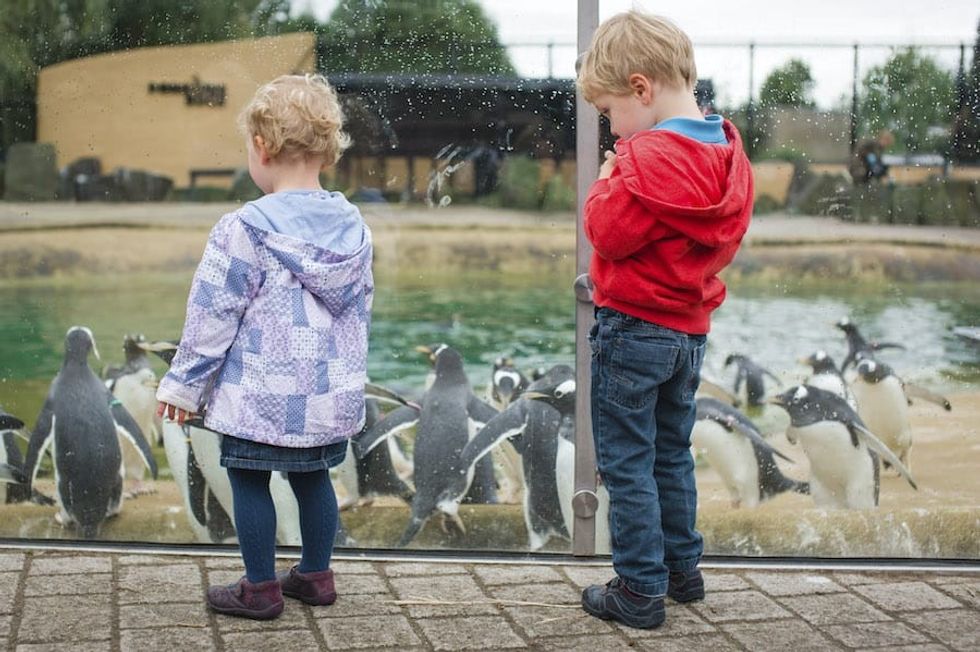 Penguins Edinburgh Zoo
