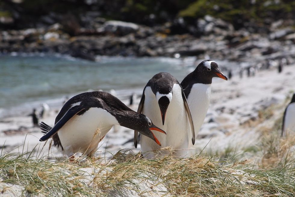 Penguins Falkland Islands