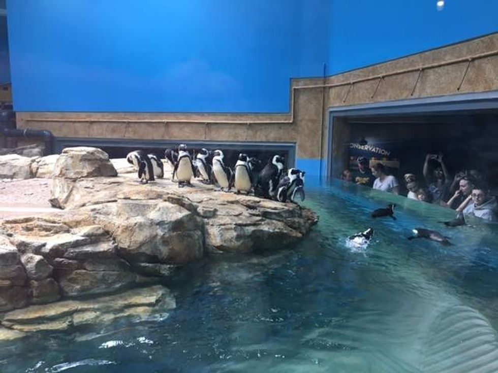 penguins in pool at shores of africa indoor exhibit