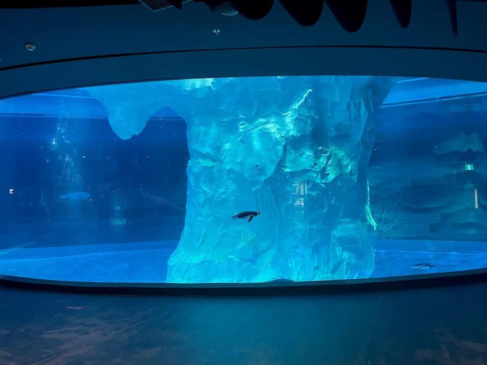 penguins Mandai bird paradise