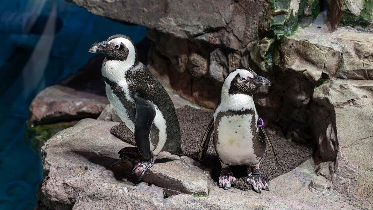 penguins new england aquarium