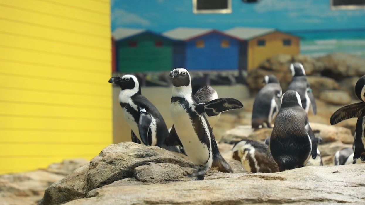 Penguins standing on rocks with a colorful building background.