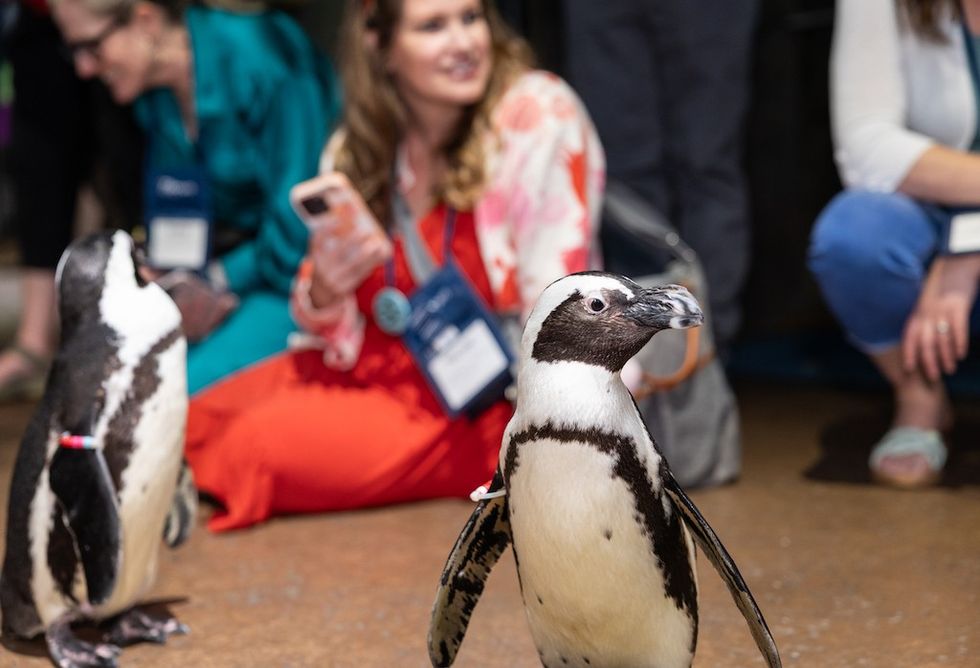 Penguins walk on a floor as people sit nearby, watching and taking photos.