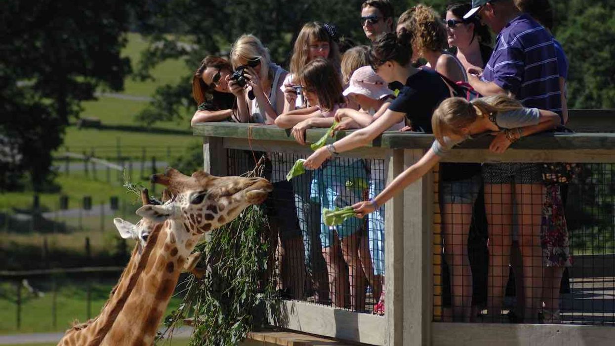 people feeding a giraffe at longleat