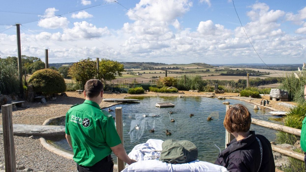 People observing ducks in a pond with rolling hills in the background.