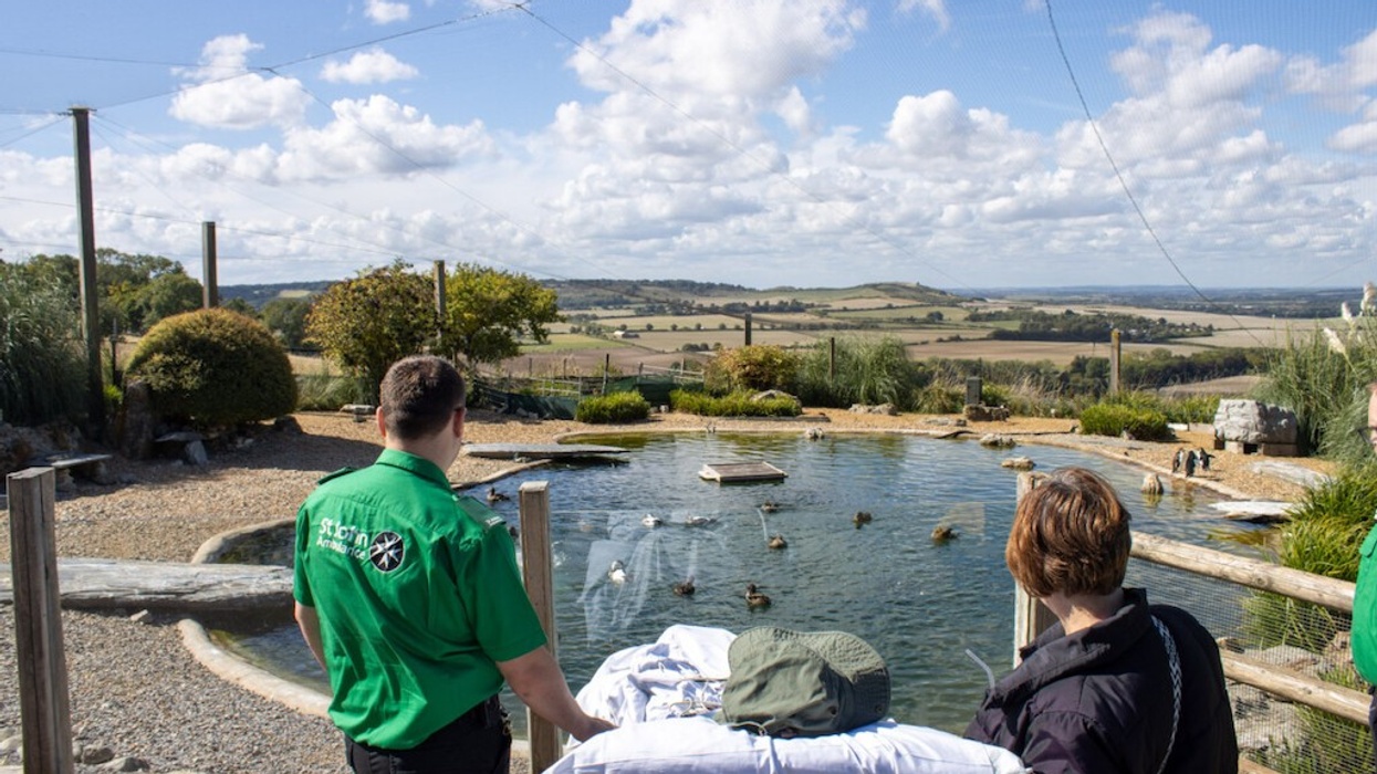 People observing ducks in a pond with rolling hills in the background.