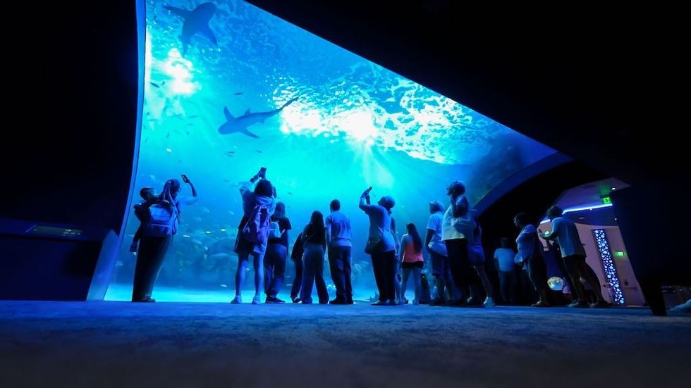 People observing sharks in a large aquarium with a blue, illuminated water tank above.