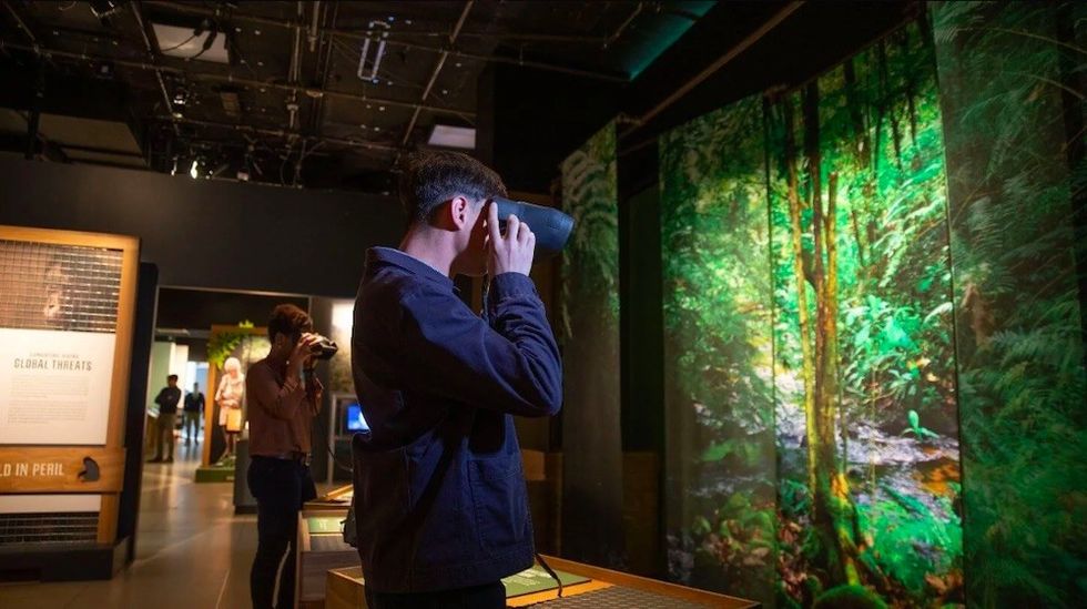 People using virtual reality viewers in a museum with forest displays during the Becoming Jane: The Evolution of Dr. Jane Goodall travelling exhibition