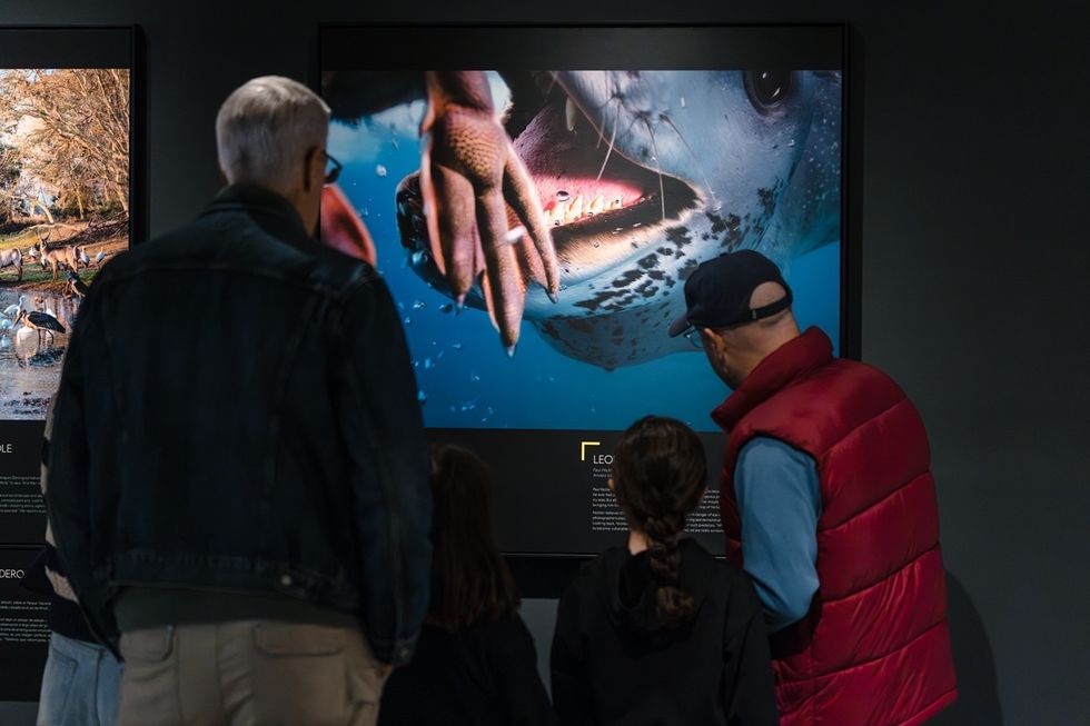 People viewing a close-up shark photo in a gallery exhibit.