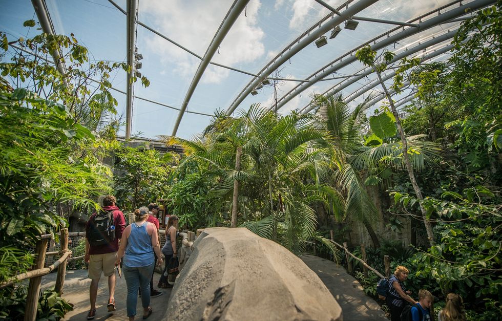 People walking in an indoor tropical garden at Chester Zoo under a large, curved glass roof.