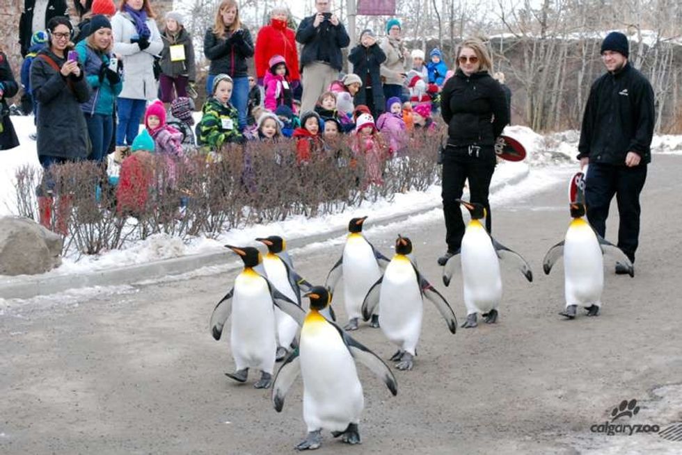 people watch calbary zoo staff walk with a group of penguins