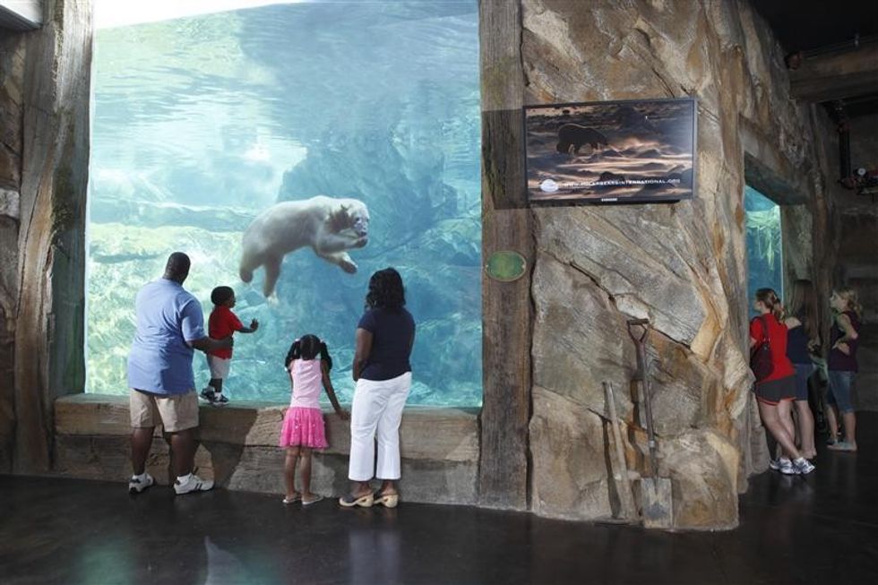 People watching a swimming polar bear through an aquarium window.
