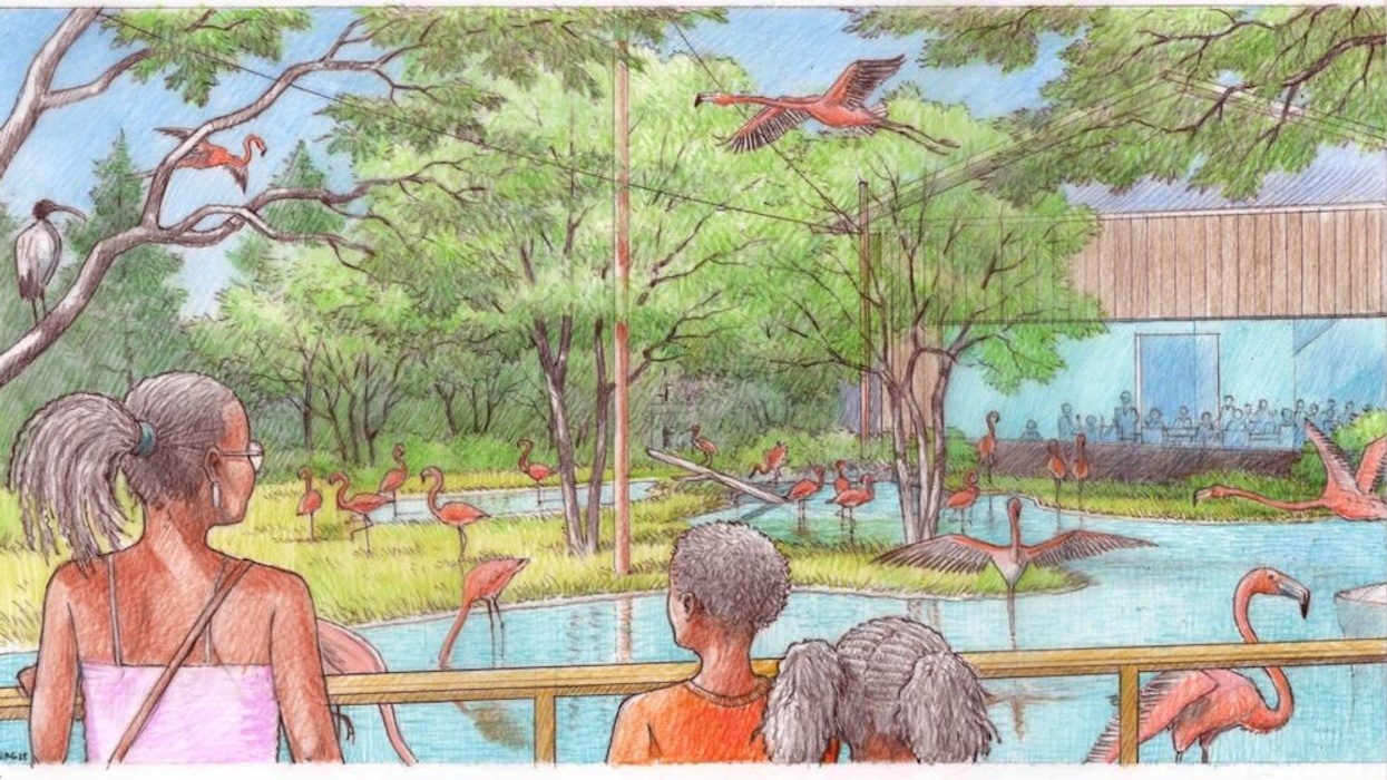People watching flamingos in a lush, tree-filled zoo exhibit.