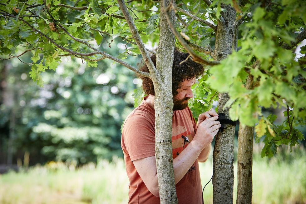 Person adjusting a device on a tree trunk in a leafy area at the Natural History Museum