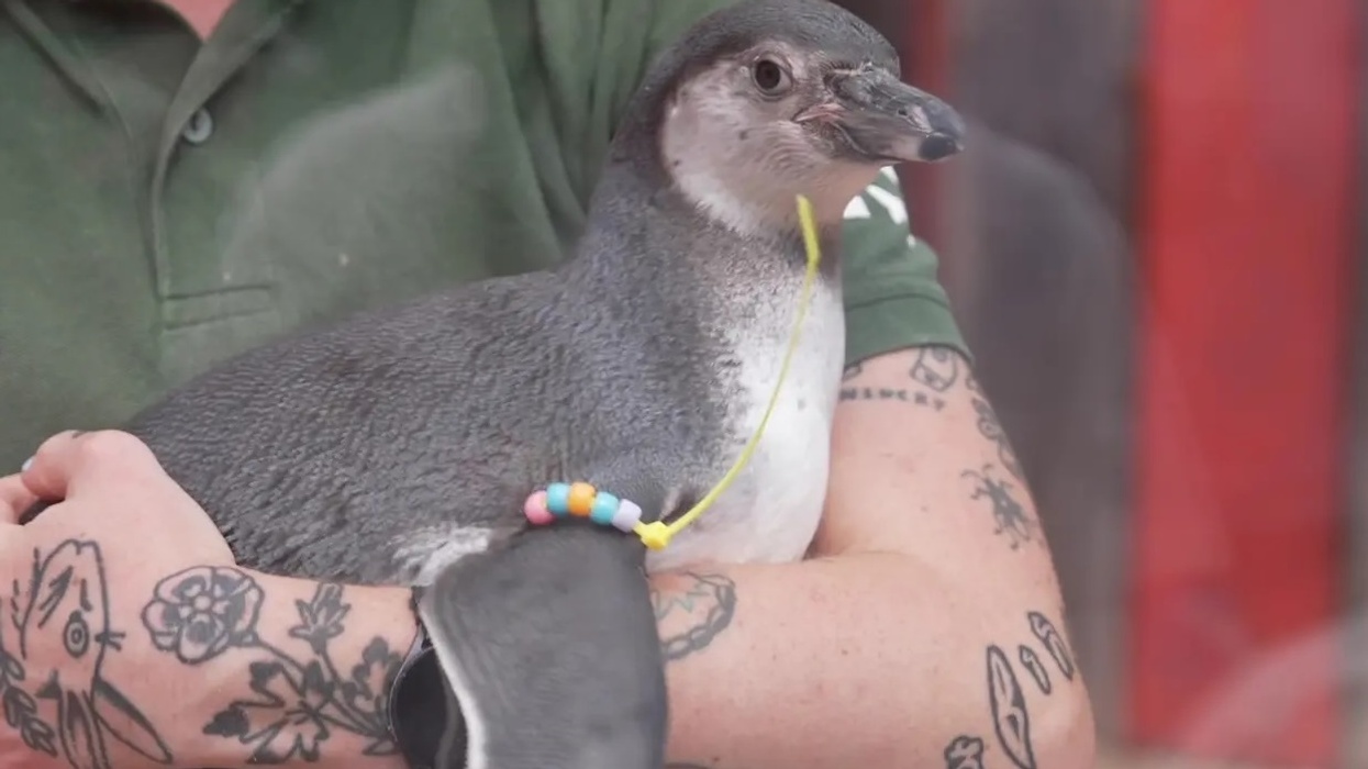 Person holding a penguin with a beaded ring, showing arm tattoos.