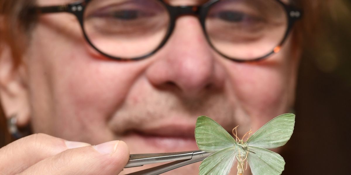 Scotland launches major project to digitise 700,000 biodiversity specimens