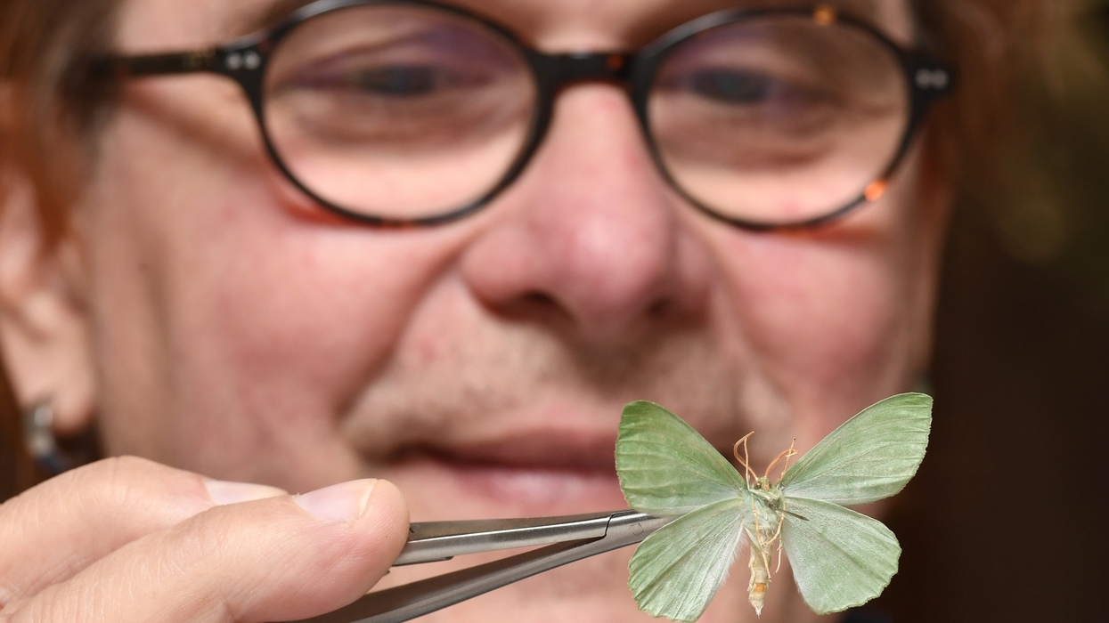 Person holding green moth with tweezers, close-up view.
