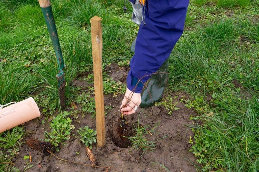 Person in blue jacket planting a small tree at Chester Zoo in muddy ground with a wooden stake nearby.
