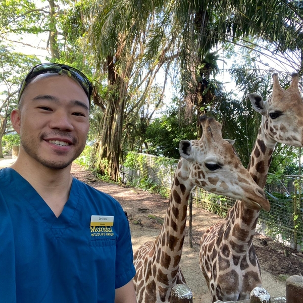 Person in blue scrubs smiling with two giraffes under trees.