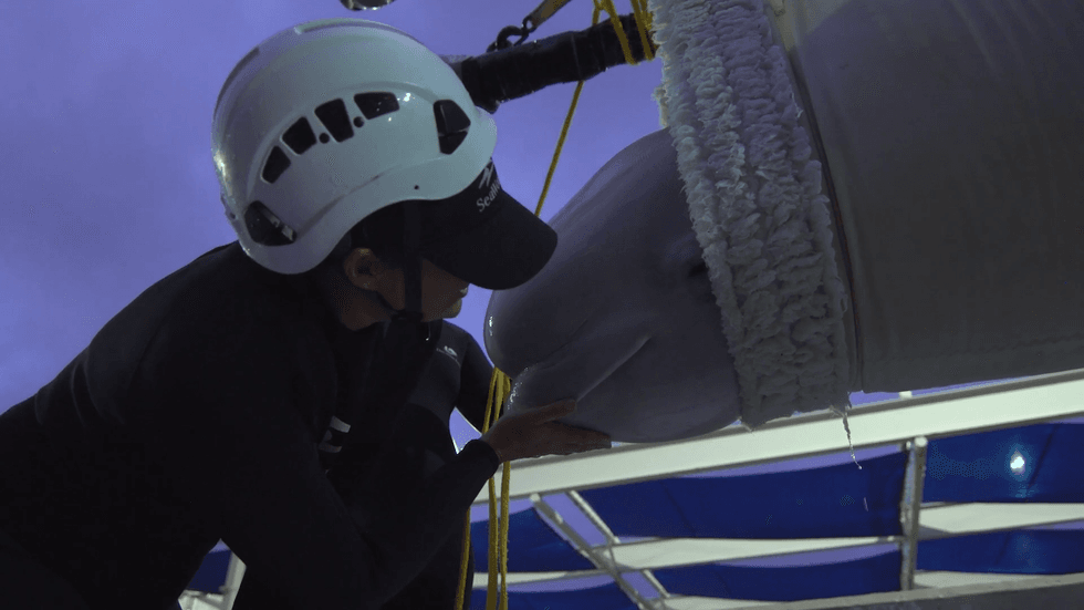 Person in helmet kisses a beluga whale near a tank opening.