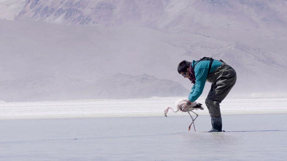 Person in waders supporting a flamingo in shallow water.