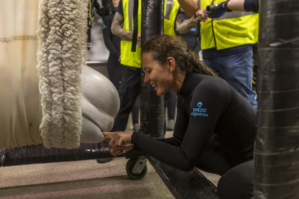 Person in wetsuit interacts with a beluga whale through a barrier at an aquarium event.