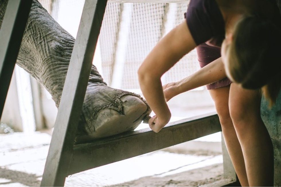Person inspecting an elephant's foot through a metal frame.