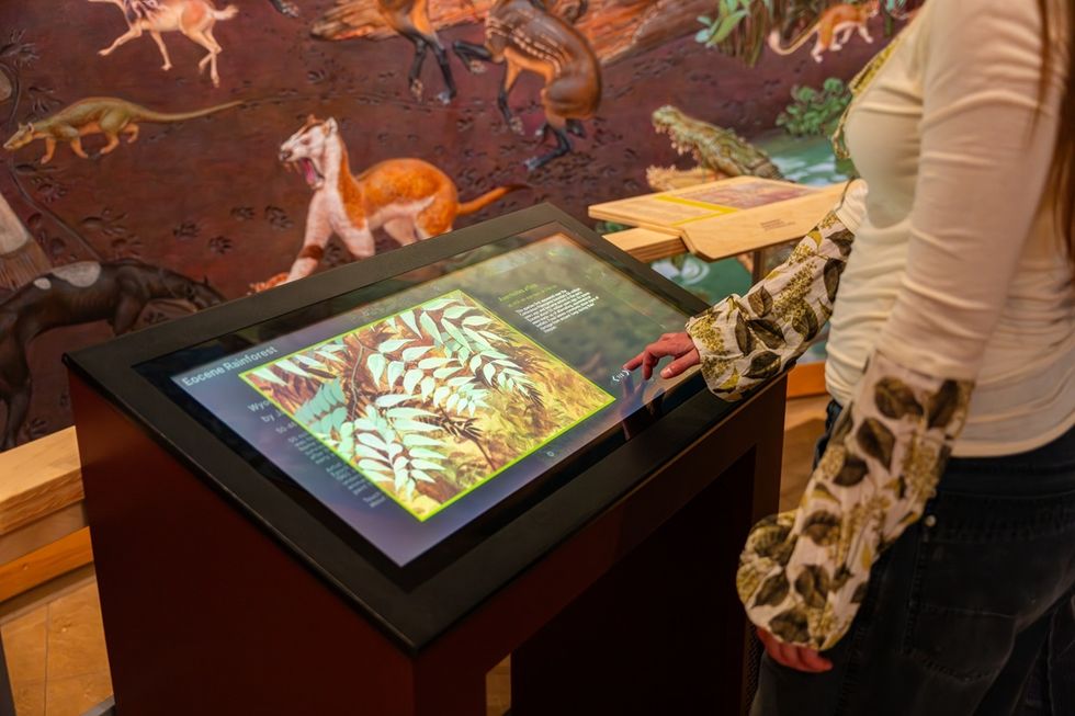 Person interacting with a digital museum exhibit screen about the Eocene rainforest.