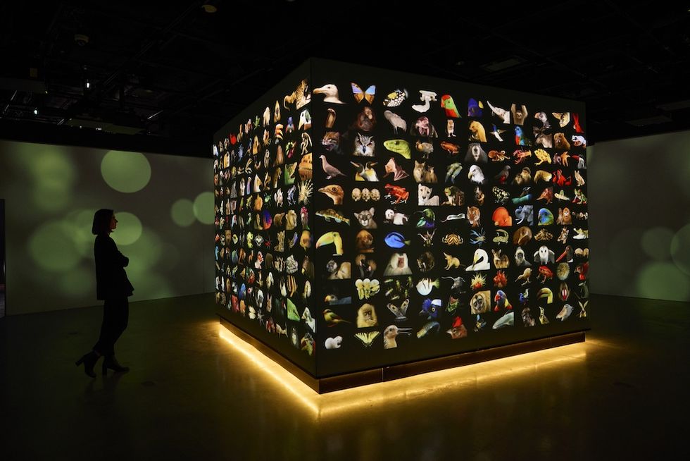 Person observes large cube displaying diverse animal images - National Geographic's Photo Ark exhibition