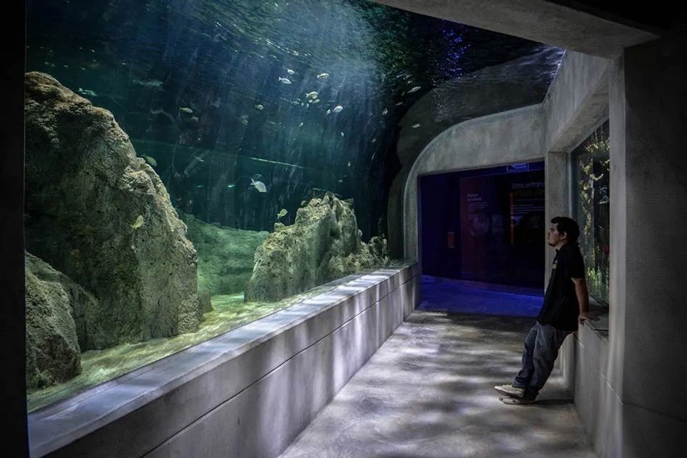 Person observing fish in a large aquarium tunnel with rocky underwater landscape.