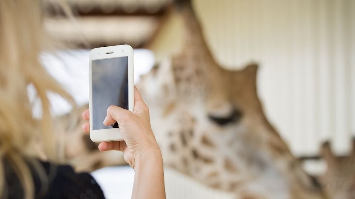 Person taking a photo of a giraffe with a smartphone.