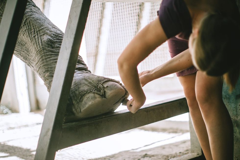 Person trimming an elephant's toenails in an enclosure.