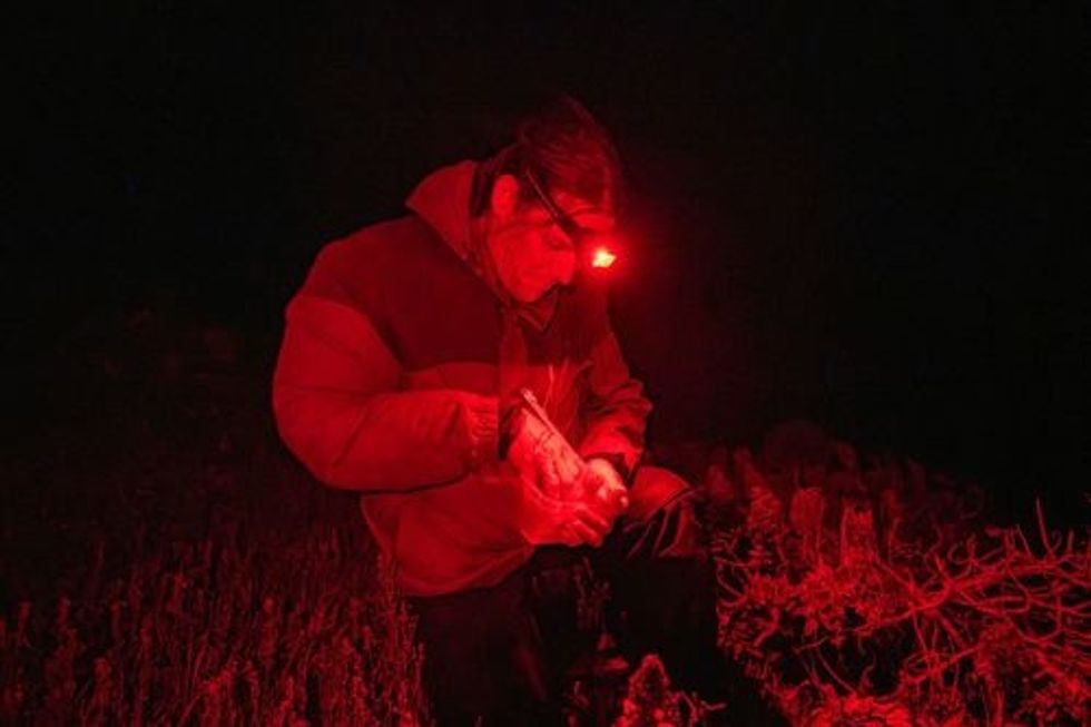 Person wearing a red headlamp kneeling at night, examining something in hand.