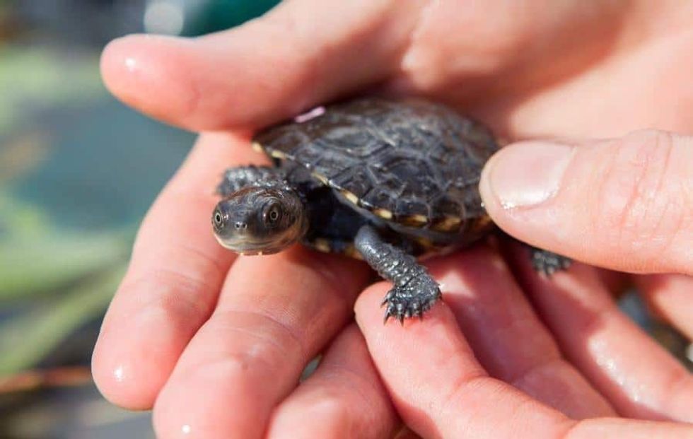 Perth Zoo_Western Swamp Tortoise_