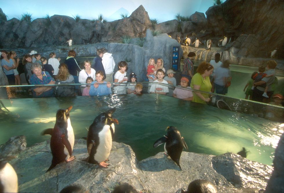 PGAV Destinations St Louis Zoo Penguin and Puffin Coast