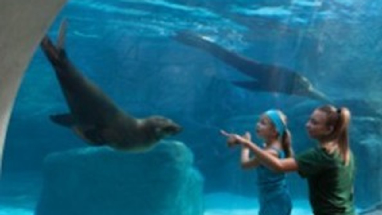 PGAV St Louis Zo Sealion Sound