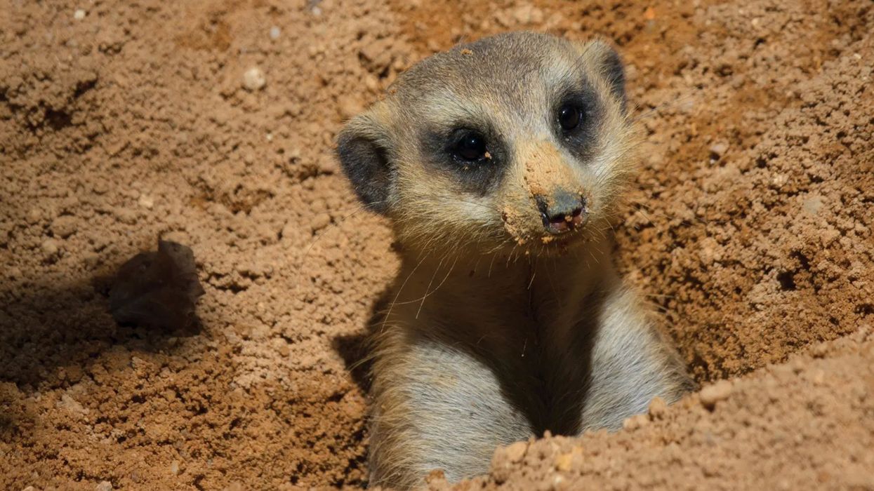 philadelphia zoo meerkat