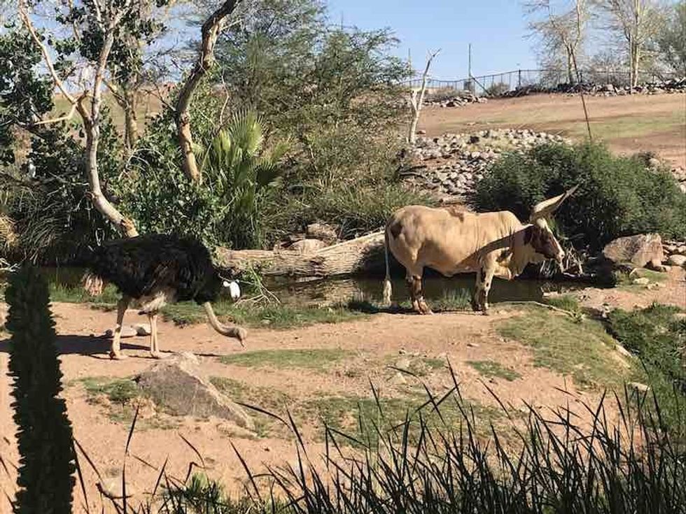 Phoenix Zoo Ostrich and Buffalo