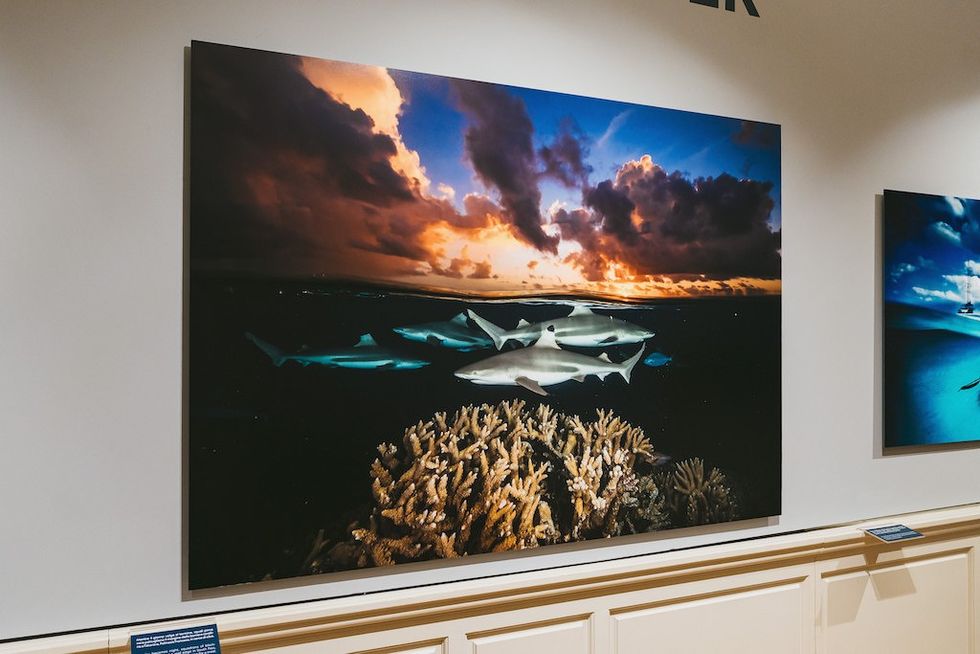 Photo of sharks swimming above coral during a dramatic sunset in an art gallery.