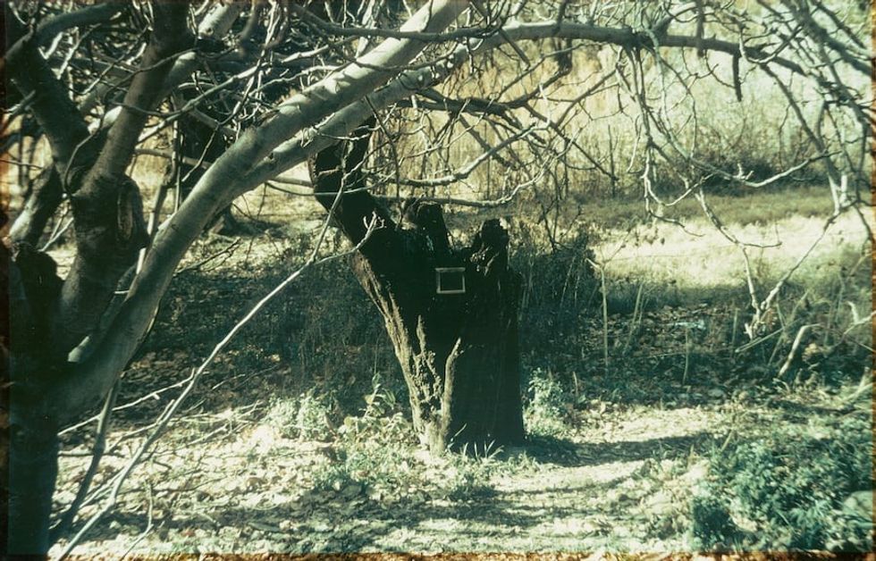 Photo of the almond tree in Kuruman where David Livingstone proposed to MM