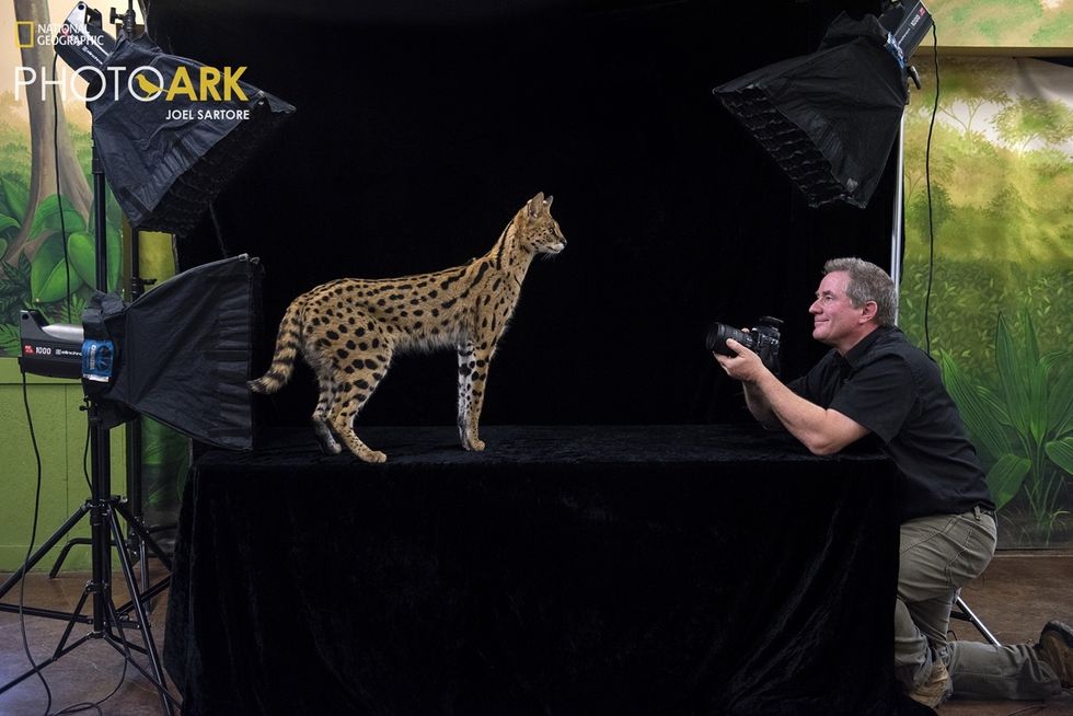 Photographer Joel Sartore captures a serval cat in a studio with professional lighting for the National Geographic Photo Ark project.