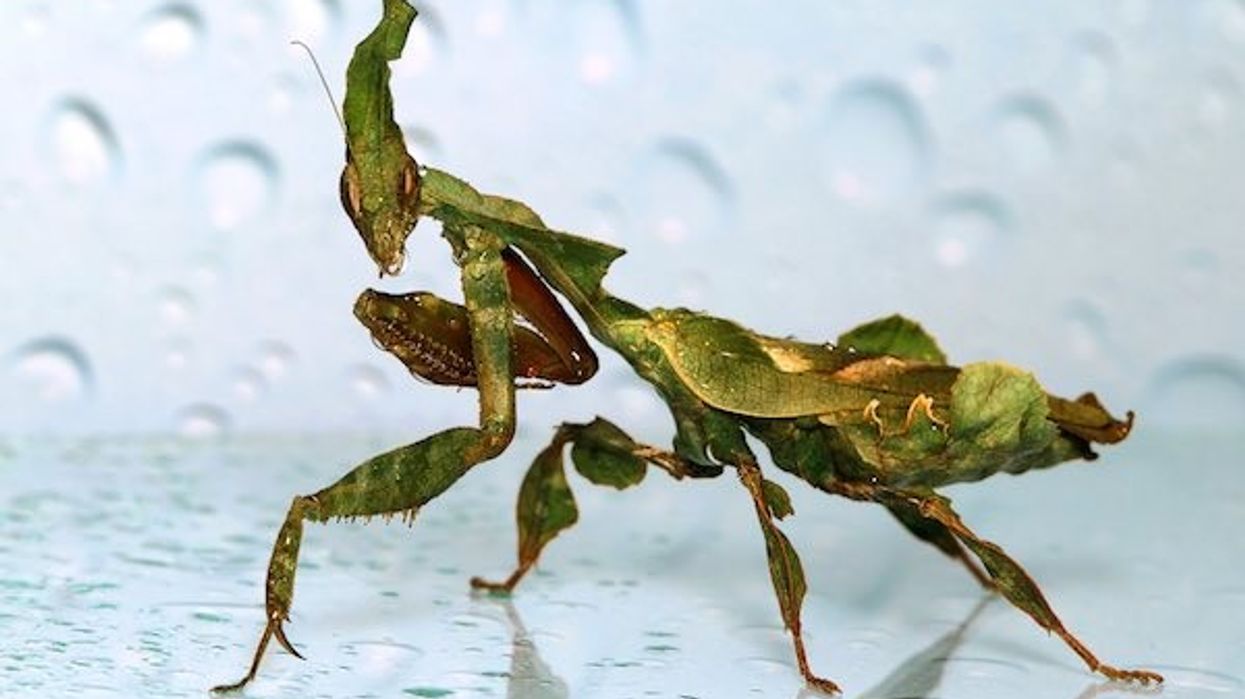 Phyllocrania paradoxa ghost mantis aza annual conference 2020