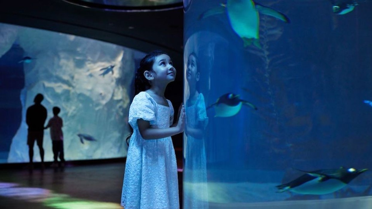 Pico Mandai Penguin Exhibit