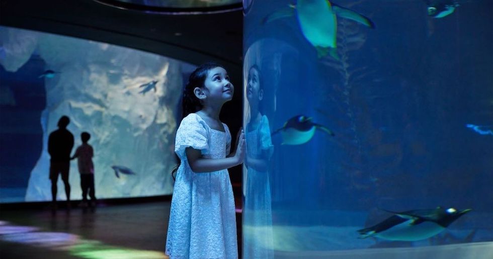 Pico Mandai Penguin Exhibit