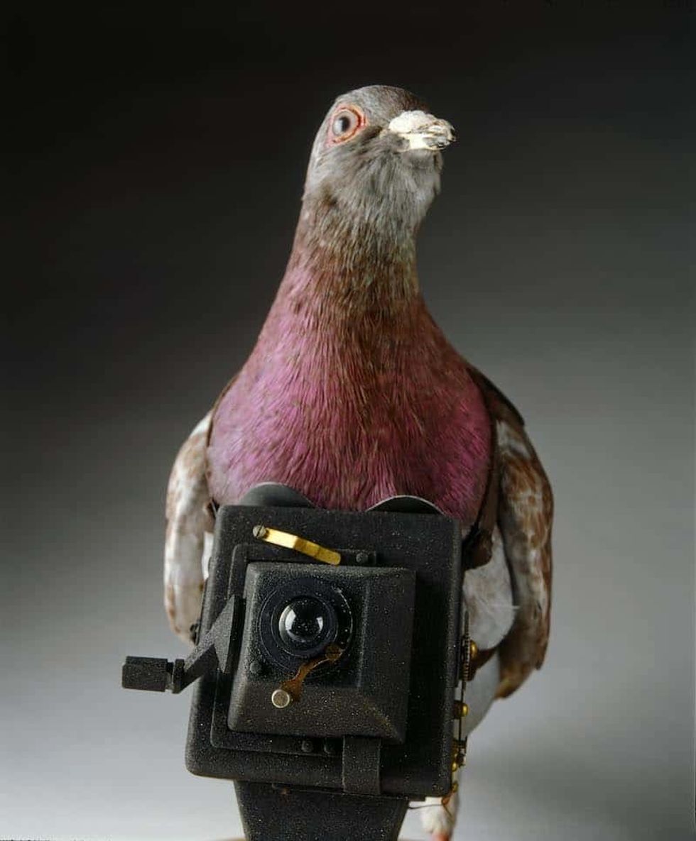 Pigeon Camera