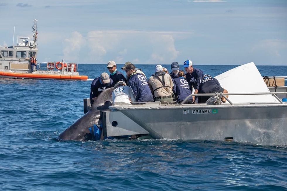 Pilot Whales Release-Clearwater Marine Aquarium frank dame