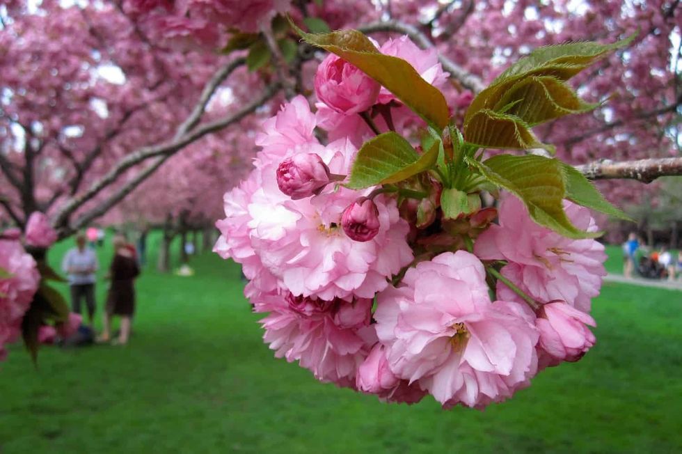 Pink cherry blossoms in focus, with blurred scene from Brooklyn Botanic Garden in the background.