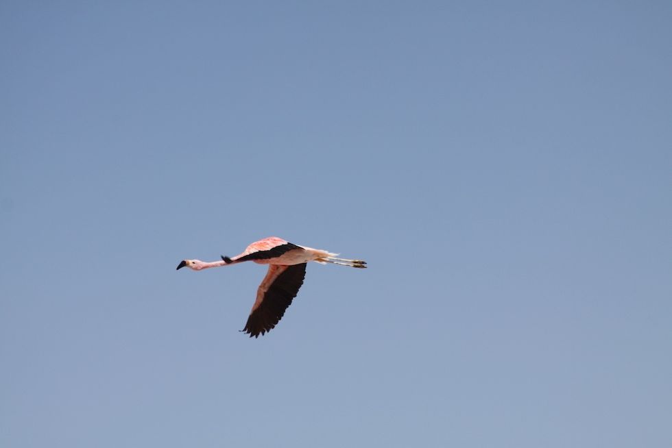 Pink flamingo soaring against a clear blue sky.