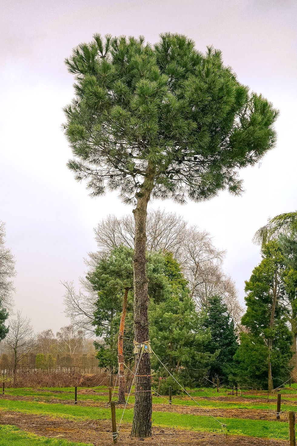 Pinus pinea van den berk trees in theme parks