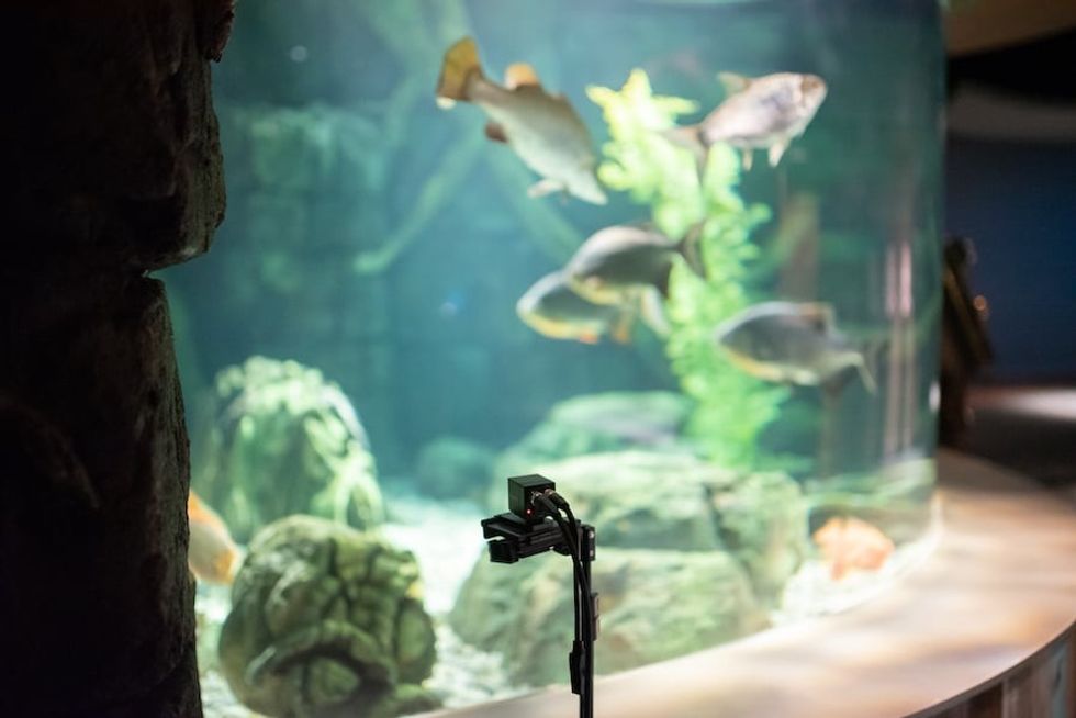 Piranha Livestream set-up